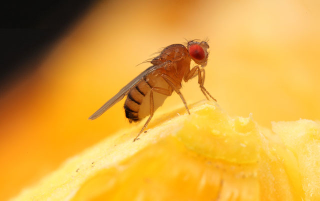 Illustration for article titled If you want to discourage fruit flies, hide your oranges